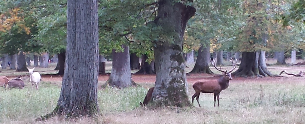 Buck in Deer Park