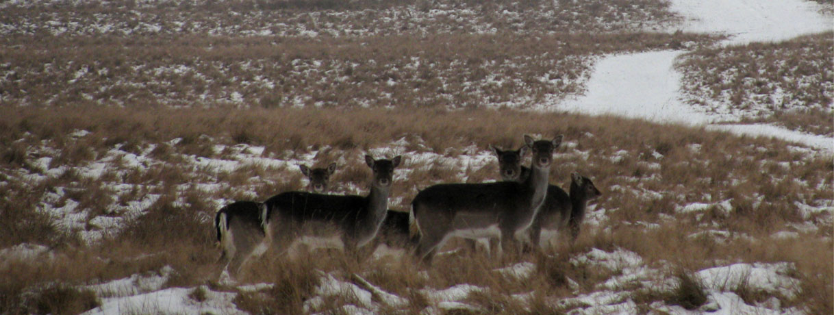 Royal Danish Deer Park photo by Chin tin tin