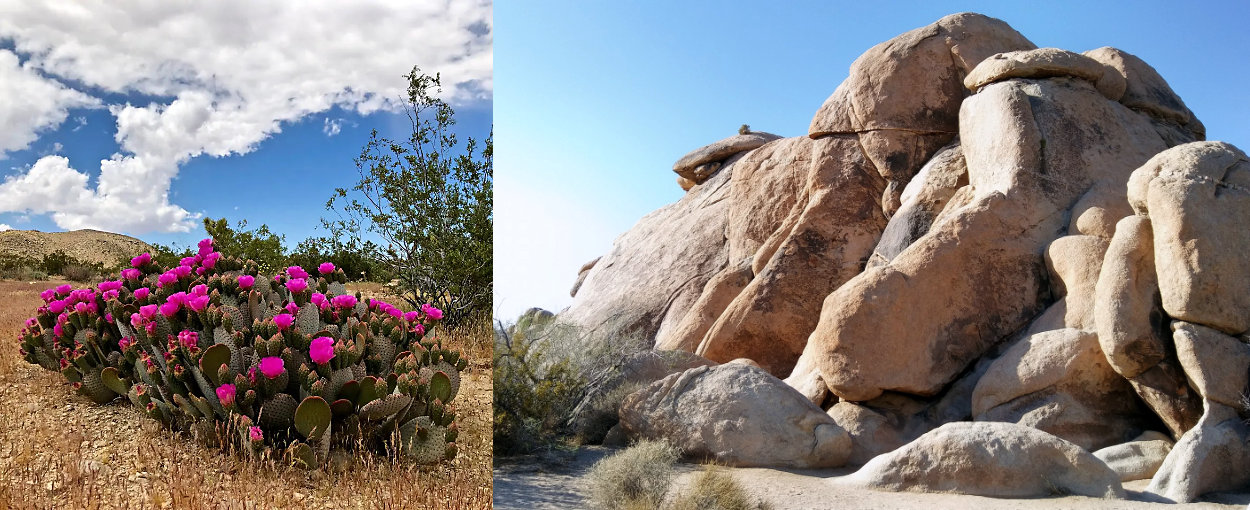 Slide- Big Rocks-fuschia cactus