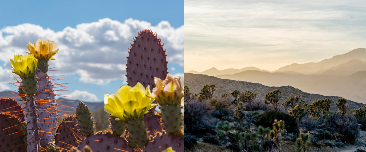 Slide- Colorful cactus-hazy mountains