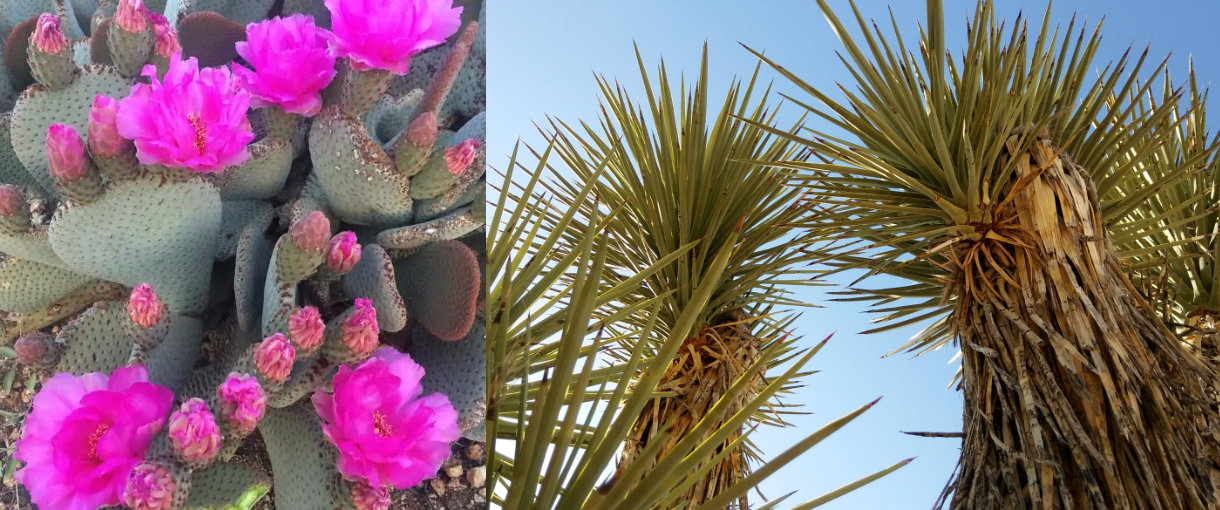 Slide- fuschia cactus - palms